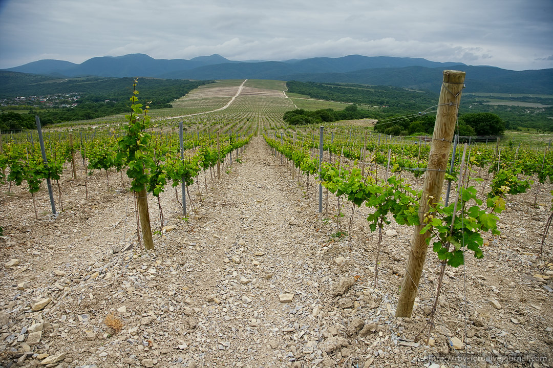 фанагория таманский полуостров виноградники. бельбек винодельня. виноград абрау дюрсо. таманский полуостров виноградники. «тасмания : терруар, виноградники.