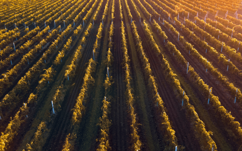 green-red-vineyard-r